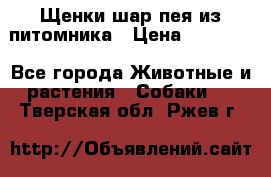 Щенки шар-пея из питомника › Цена ­ 15 000 - Все города Животные и растения » Собаки   . Тверская обл.,Ржев г.